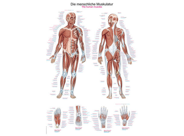 Plakat Human musculature  70 x 100 cm Plast AL100